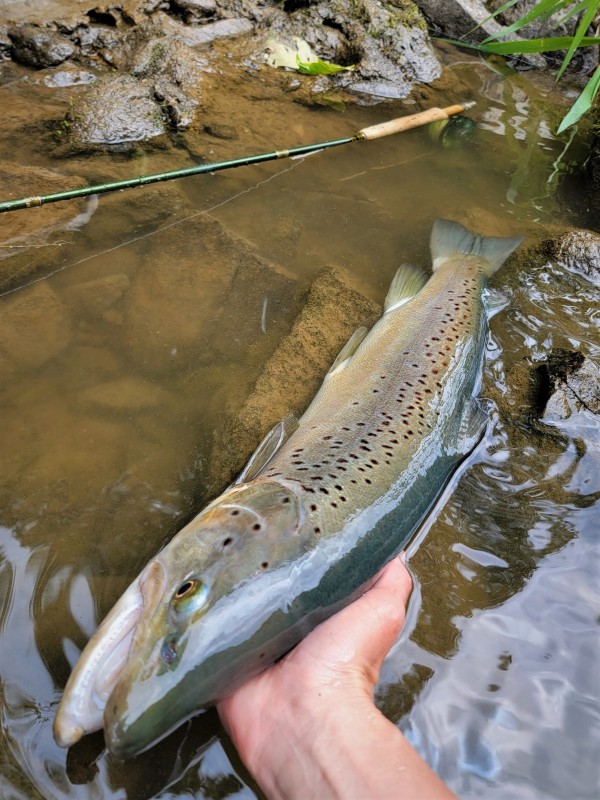 Trout fishing in Summer season of Hokkaido - Vol.1 (From mid-May to late June)