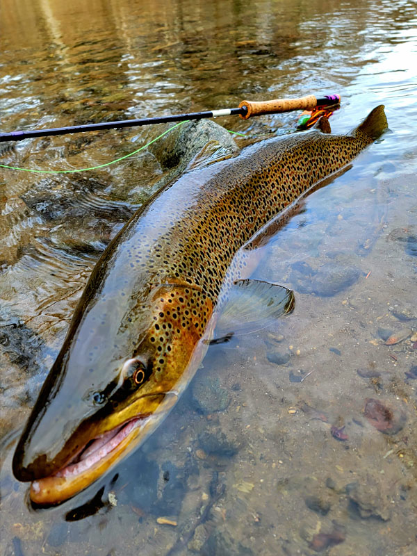4. Monster Brown Trout